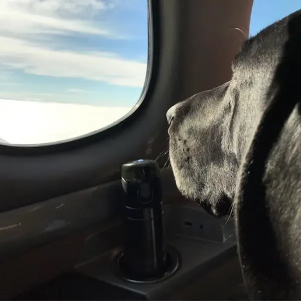 Roger the Dog